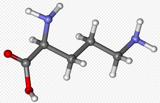 L-Ornithine